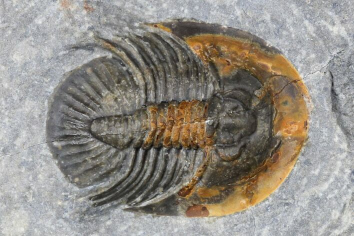 Scarce Tropidocoryphe Trilobite - Issoumour, Morocco #175198